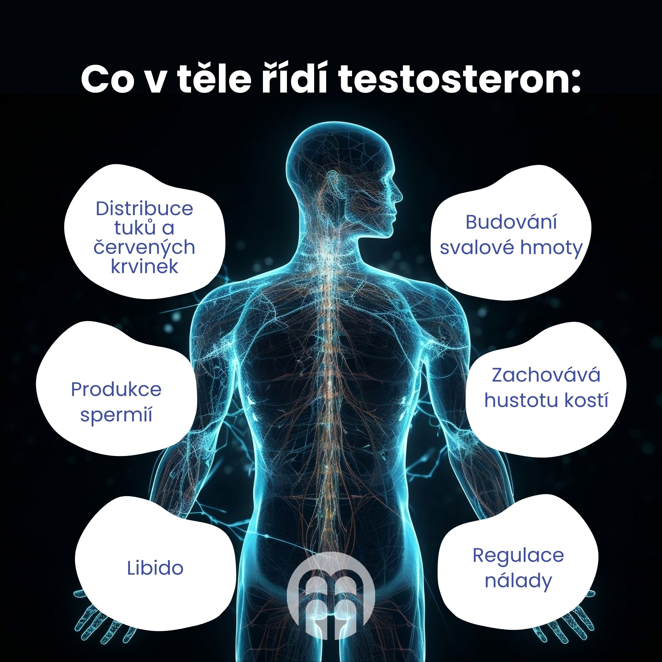 Co v tělě řídí  testosteron_1